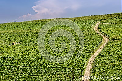 Country landscape of Monferrato Asti, Piedmont, Italy at summer, with vineyards Stock Photo