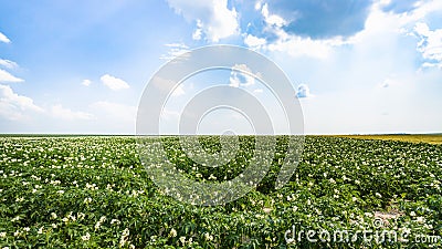 view of green potato field in France Stock Photo