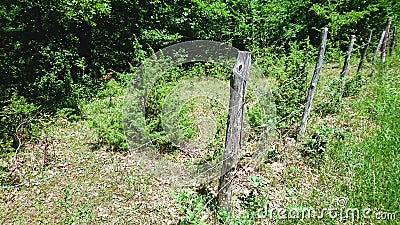 Country Old Fencing Forest Tuscany Landscape Italy Stock Photo