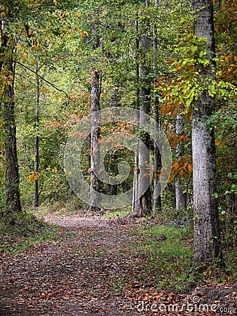 Country Path Stock Images - Image: 524114