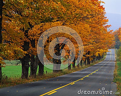Country road with autumn trees Stock Photo