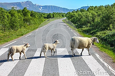 Country road crossing Stock Photo