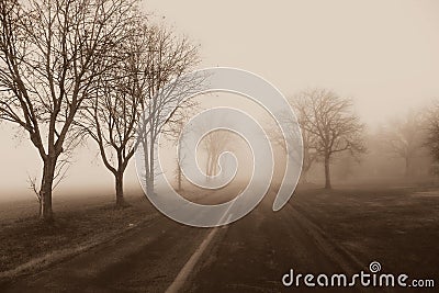 Country Road Fog, Trees Stock Photo