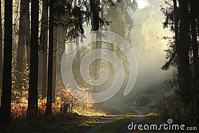 country road through a misty autumn forest at sunrise path through autumnal coniferous forest in the sunshine the morning fog Stock Photo