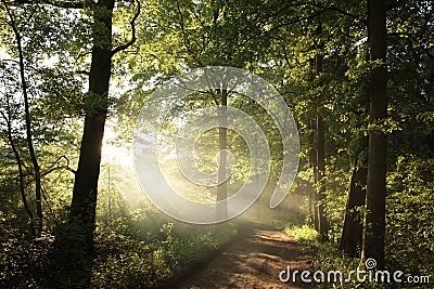 country road through a misty spring forest at dawn path through an spring deciduous forest in the sunshine the morning fog Stock Photo