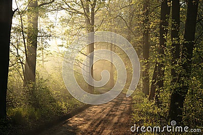 country road through a misty spring forest at sunrise path through early spring deciduous forest in the sunshine the morning fog Stock Photo