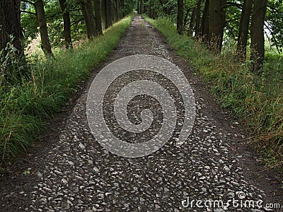 A country road paved with gravel and asphalt leading between two rows of oak trees Stock Photo