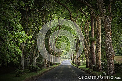 Country road running through tree alley Stock Photo