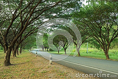 Country road through with Samanea saman or Big rain tree Stock Photo