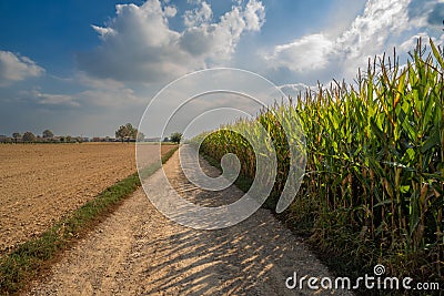 Country road skirts corn field and plowed fields Stock Photo