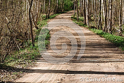 Country road through a spring birch forest Stock Photo