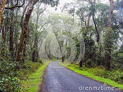 Country Road surrounded by Misty Rainforest. Stock Photo
