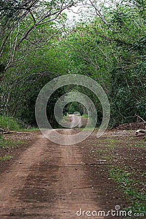 Country road tree tunnel Stock Photo