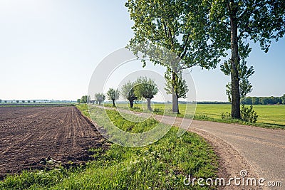 Country road with trees next to a plowed field Stock Photo