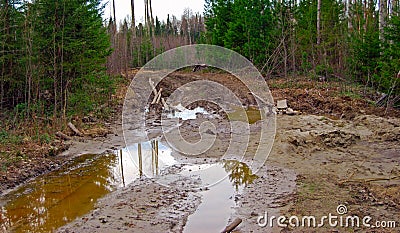 Country road in a wild forest Stock Photo