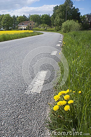 Country road wity dandelions Stock Photo