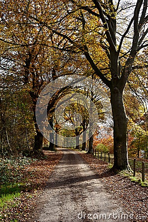 Country road woods autumn, Ardens, Wallonia, Belgium Stock Photo