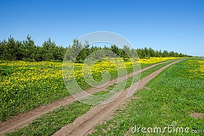 Country road with yellow dandelions. Blue sky Stock Photo