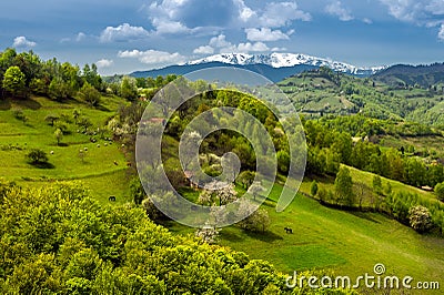 Country side landscape in Transylvania in the spring time with boomed trees , snow on the mountains in the background Romania Editorial Stock Photo