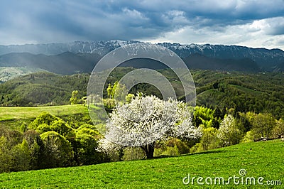 Country side landscape in Transylvania in the spring time with boomed trees , snow on the mountains in the background Romania Editorial Stock Photo