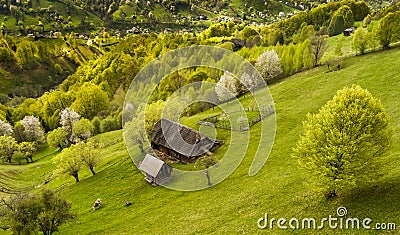 Country side landscape in Transylvania in the spring time with boomed trees , snow on the mountains in the background Romania Editorial Stock Photo
