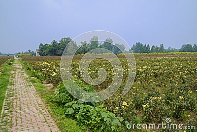 Countryroad in flower fields in sunny summy Stock Photo
