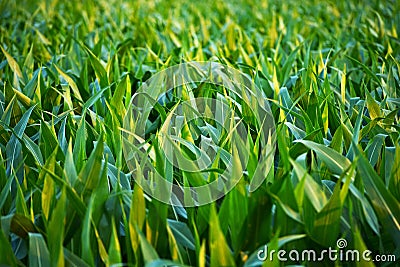 Countryside Corn Fields Stock Photo