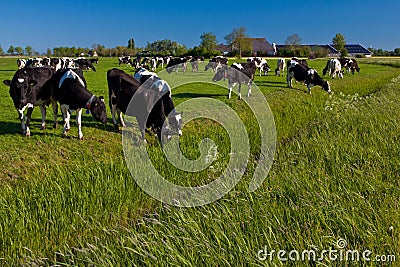 Countryside with farmer and cows Stock Photo
