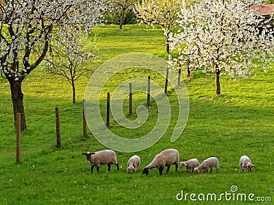 Countryside idyll by cherry blossom and sheeps grazing at spring Stock Photo