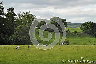 Countryside landscape: cows grazing in field Stock Photo