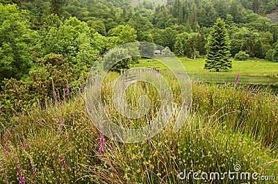 Countryside landscape with flowering meadows and forest in background, UK, Europe Stock Photo