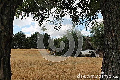 Countryside landscape - golden fields Stock Photo