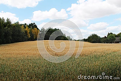 Countryside landscape - golden fields Stock Photo