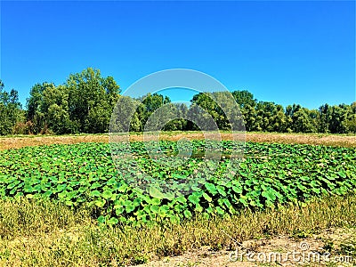 Countryside and lotus flowers lake in Marche region, Italy Stock Photo