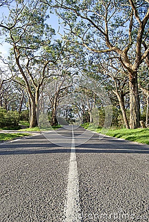 Countryside road with eucalyptus trees on sides Stock Photo