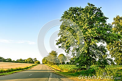 Countryside road between farmlands, meadows and big trees, at sunset. French Brittany Stock Photo