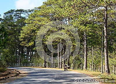 Countryside road with many pine trees in Dalat, Lam Dong, Vietnam Stock Photo