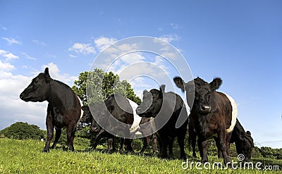 Countryside scene with Belted Galloway cattle Stock Photo