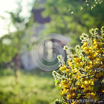 Countryside scene: old house in a garden, with flowers on the foreground Stock Photo