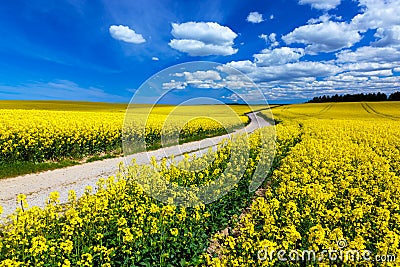 Countryside spring field landscape with yellow flowers - rape. Stock Photo