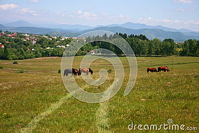 Countryside summer landscape with grazing horses Stock Photo