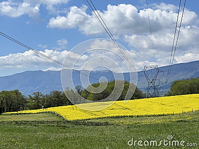 raps summer field and power lines Stock Photo