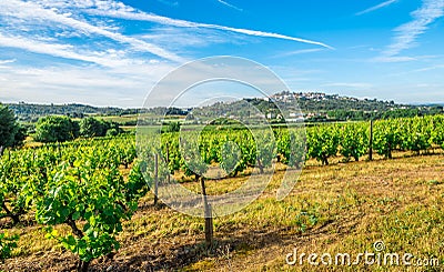 Countryside with Vine Grape scrubs near Belmonte town - Portugal Stock Photo