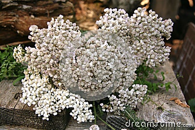 Flower Farm Culture Floristry Floral Design Countryside Wild Yarrow Flowers, Herbalism Naturopathy, Healing Plants, Dried Flowers. Stock Photo