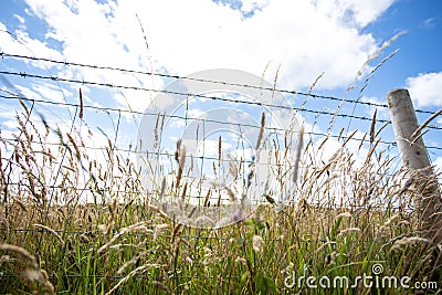 Barbed wire fence in front of a field of long grass in County Durham UK: 26th July 2020: Durham Heritage Coast Stock Photo
