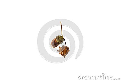 a couple of acorns sitting on top of a tree branch, Stock Photo