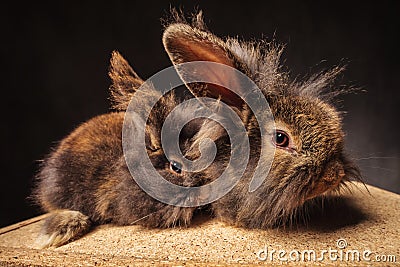 Couple of adorable lion head bunny rabbits with ears up Stock Photo