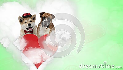 Couple of akita inu and boxer in heart shape Stock Photo