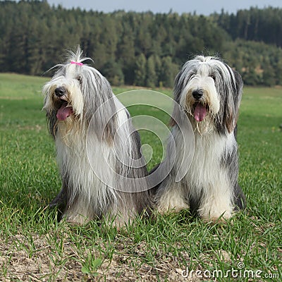 Couple of amazing bearded collies Stock Photo