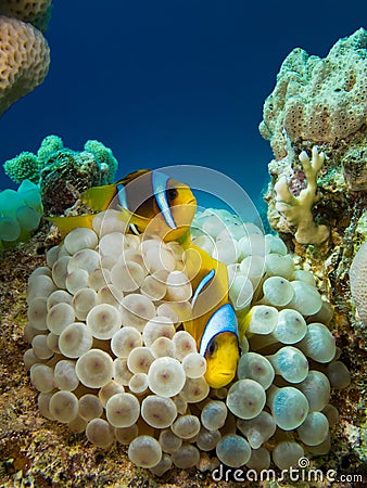 Couple of anemone fish Stock Photo